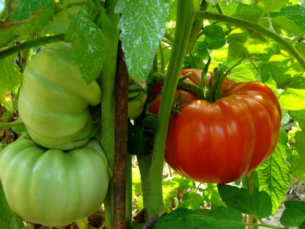 Ang kamatis ay maaaring lumaki sa mga greenhouse at sa labas