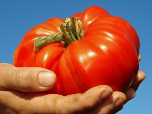 Mga Katangian ng Gigant tomato