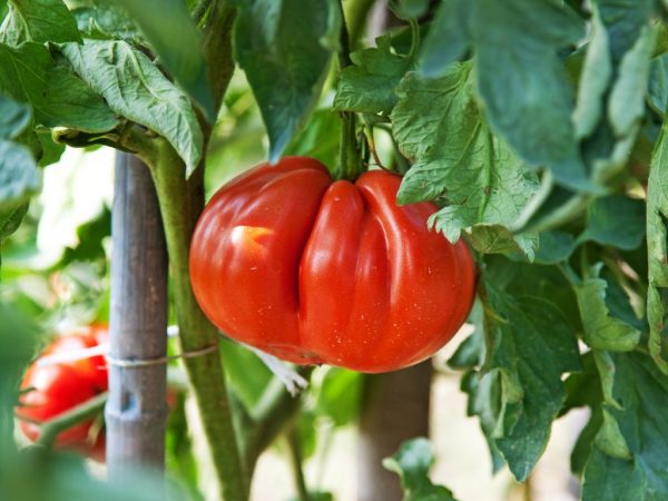 Ang pagkakaiba-iba na ito ay angkop para sa paglilinang ng greenhouse