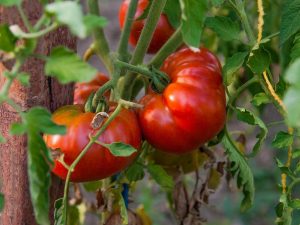 Paglalarawan ng tomato Pride of Siberia