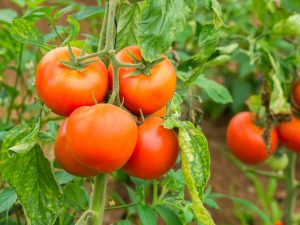 Caractéristiques d'une variété de tomate GS 12