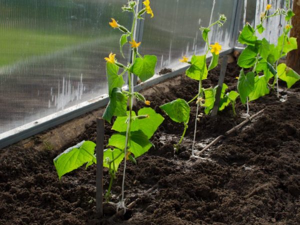 La variété ne peut être cultivée qu'en serre.