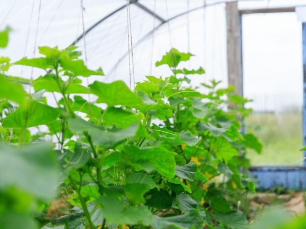 Il vaut mieux se débarrasser des mauvaises herbes tout de suite.