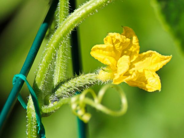 La pollinisation doit être effectuée correctement