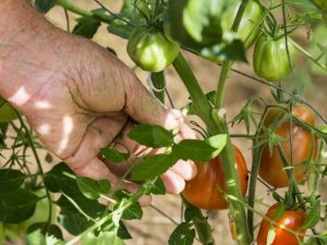 Règles pour pincer les tomates en plein champ