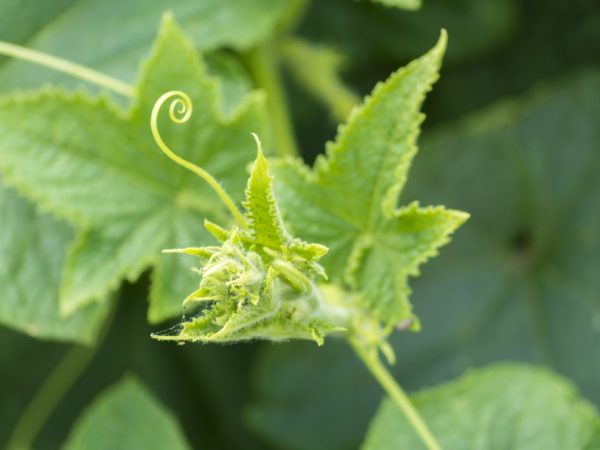 Règles pour pincer les concombres dans une serre