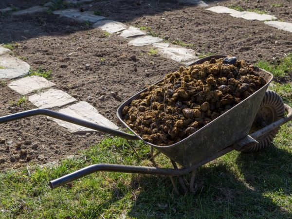 A műtrágya a növény növekedésének bármely szakaszában használható.