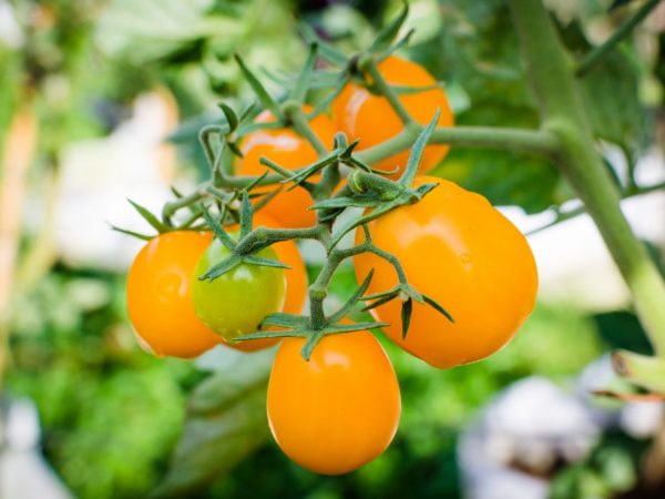 Feeding tomatoes with manure