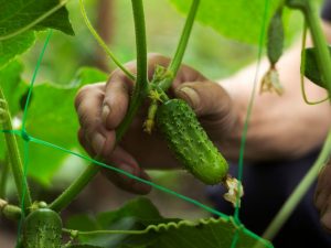 Mga tampok ng garter cucumber sa greenhouse