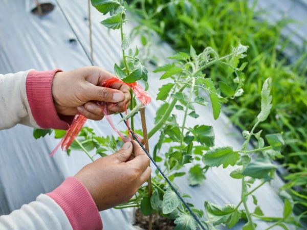 Mga panuntunan para sa pagtali ng mga kamatis sa mga greenhouse