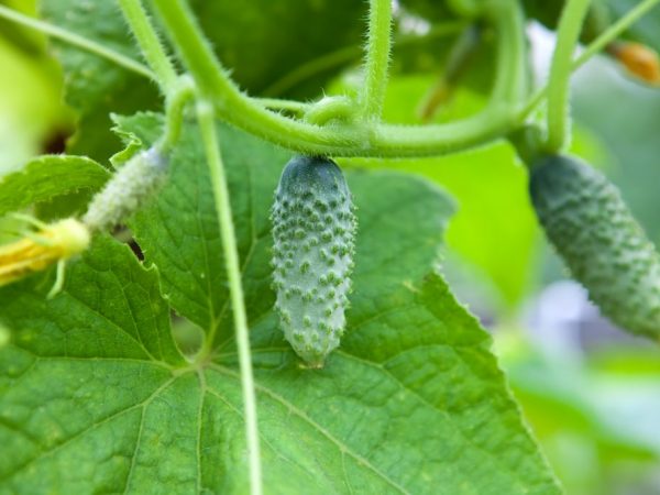 Le principe de nourrir les concombres avec de l'urée