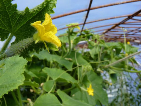 L'engrais à base de levure a un effet bénéfique sur la croissance des plantes