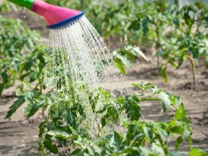 Règles pour arroser une tomate après la plantation