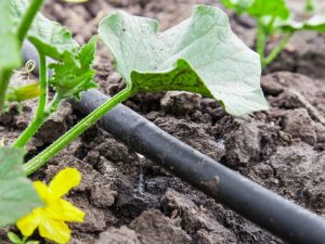 Mga panuntunan para sa pagtutubig ng mga pipino sa isang greenhouse