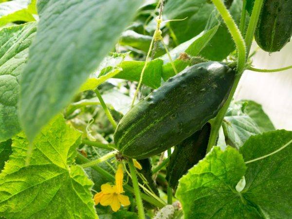 Le stade de croissance des plantes affecte la quantité d'arrosage