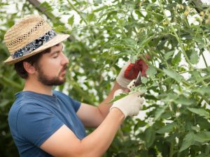 Règles pour pincer les tomates dans une serre