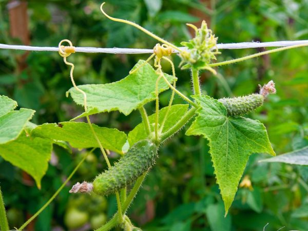 La méthode de la jarretière verticale est très pratique