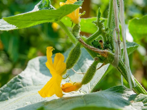 Avec la méthode en forme de V, la plante est bien ventilée.