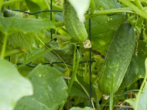 Paglalarawan ng pamamaraan para sa pag-pinch ng mga pipino