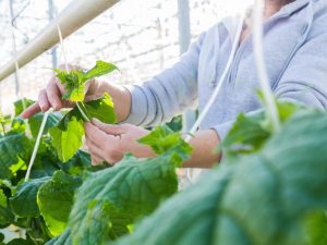 Mga panuntunan para sa pag-aalaga ng mga pipino sa isang greenhouse