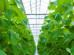 Lumalagong mga pipino sa isang greenhouse sa taglamig