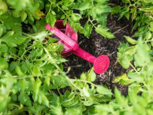 Le choix de l'engrais lors de la plantation de tomates