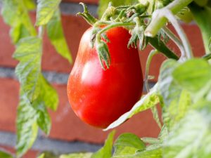 Paglalarawan ng tomato Kapia pink