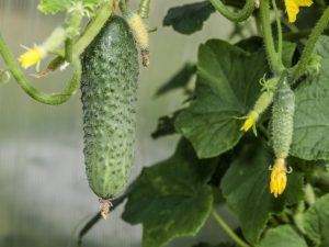 Paglalarawan ng iba't ibang mga pipino Cascade