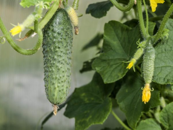 Description de la variété de concombres Cascade