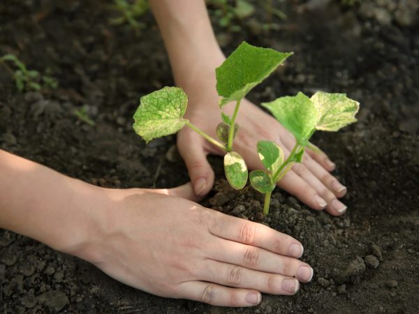 La plante a besoin de la lumière du soleil