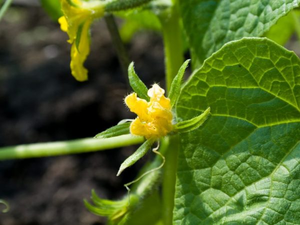 45 jours après la plantation, la plante commencera à porter ses fruits.