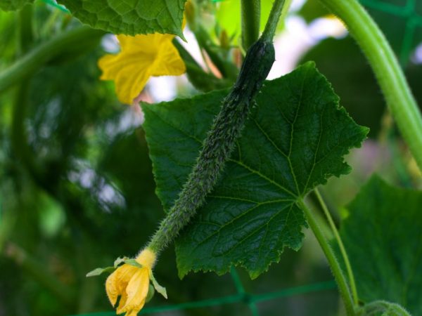 Il est très facile de prendre soin de la plante