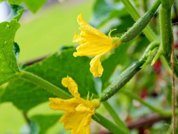 Magbibigay ang halaman ng higit na ani sa mga kondisyon sa greenhouse