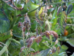 Traitement de la cladosporiose de la tomate