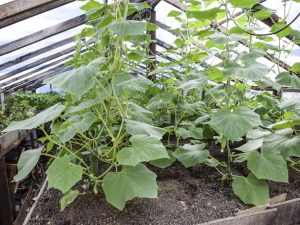 Pagtatanim at lumalaking mga pipino sa isang greenhouse