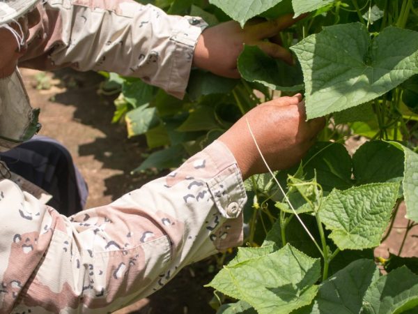 Les semis doivent être préparés pour être plantés dans une serre