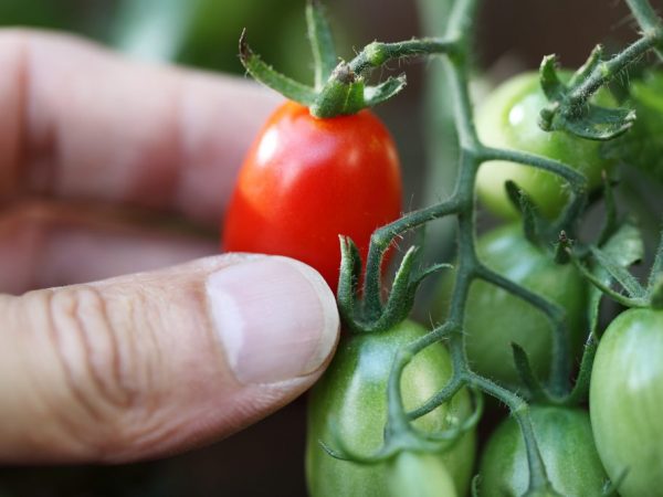 Mga katangian ng iba't ibang kamatis na Panloob na Sorpresa