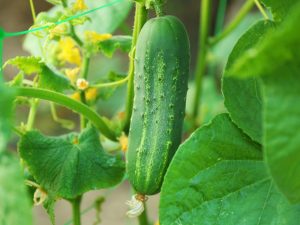 Paglalarawan ng Kakumpetang pipino