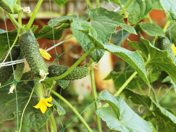 Suivez les directives pour la culture de la plante