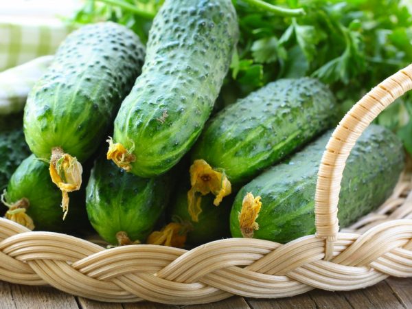 Paglalarawan ng Crispin cucumber variety