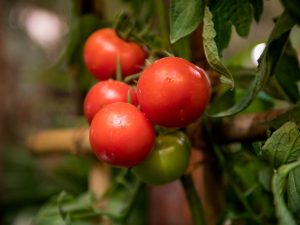 Caractéristiques des tomates de la variété Kukla F1