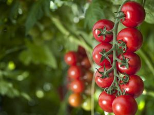 Crottes de poulet pour nourrir les tomates