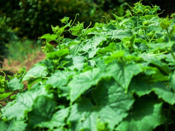 Les plantes ont besoin d'une fertilisation périodique