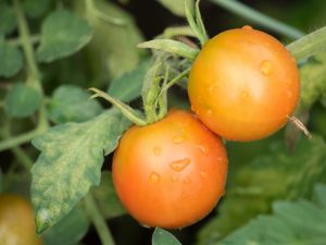 Traitement des plants de tomates contre les maladies