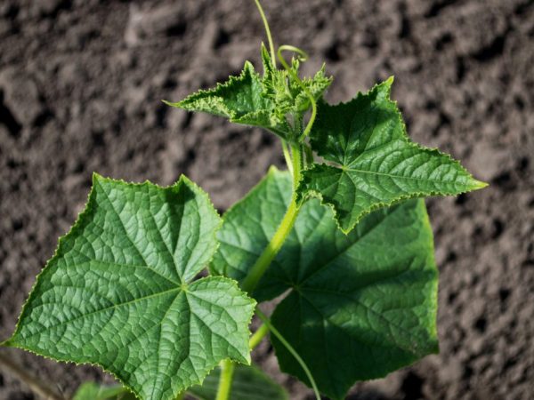 La plante a besoin d'un arrosage régulier