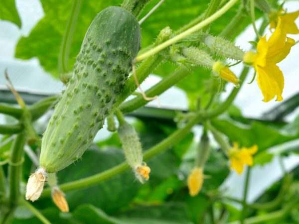 Mga katangian ng mga Lenara cucumber