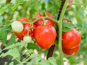 Paglalarawan ng tomato Tamad