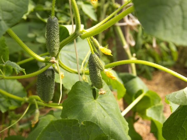 Un bon soin des plantes assurera la récolte