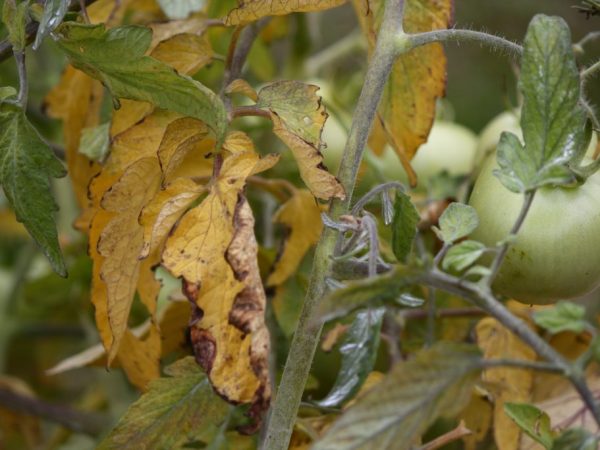 Mga dahon ng kamatis para sa chlorosis: mga palatandaan at paggamot