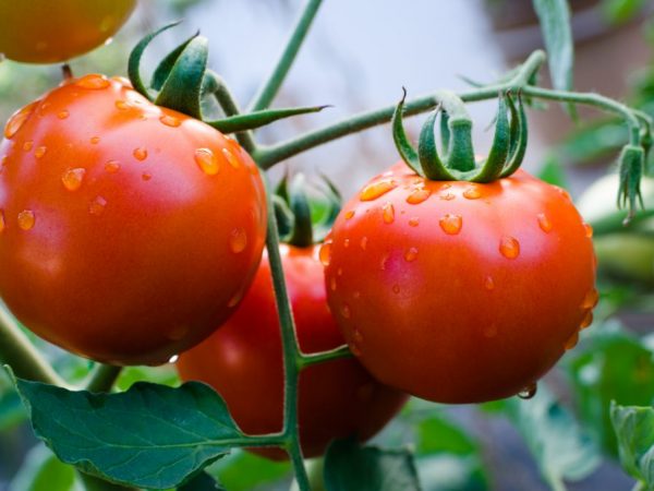 Description des meilleures variétés de tomates en 2018